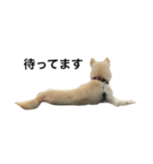 柴犬ららのすたんぷ（個別スタンプ：26）