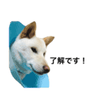 柴犬ららのすたんぷ（個別スタンプ：27）