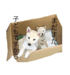 柴犬ららのすたんぷ（個別スタンプ：28）