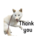 柴犬ららのすたんぷ（個別スタンプ：29）