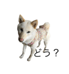 柴犬ららのすたんぷ（個別スタンプ：30）