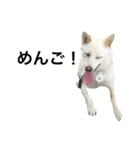 柴犬ららのすたんぷ（個別スタンプ：31）