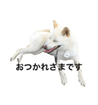 柴犬ららのすたんぷ（個別スタンプ：32）