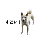 柴犬ららのすたんぷ（個別スタンプ：34）