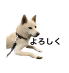 柴犬ららのすたんぷ（個別スタンプ：35）