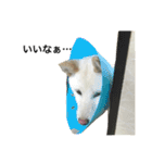柴犬ららのすたんぷ（個別スタンプ：36）