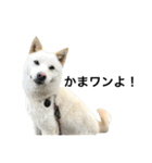 柴犬ららのすたんぷ（個別スタンプ：37）
