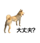 柴犬ららのすたんぷ（個別スタンプ：38）