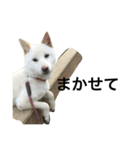柴犬ららのすたんぷ（個別スタンプ：39）