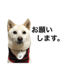 柴犬ららのすたんぷ（個別スタンプ：40）