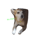 SHUUUUUUUUUUU2（個別スタンプ：4）