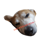SHUUUUUUUUUUU2（個別スタンプ：5）