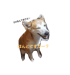 SHUUUUUUUUUUU2（個別スタンプ：7）