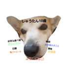 SHUUUUUUUUUUU2（個別スタンプ：11）