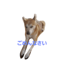 SHUUUUUUUUUUU2（個別スタンプ：15）