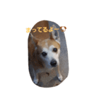 SHUUUUUUUUUUU2（個別スタンプ：22）