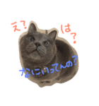 ふてねこらんくん（個別スタンプ：1）