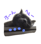 ふてねこらんくん（個別スタンプ：2）