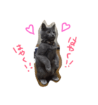 ふてねこらんくん（個別スタンプ：3）