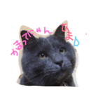 ふてねこらんくん（個別スタンプ：7）