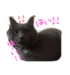 ふてねこらんくん（個別スタンプ：8）