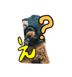 トイプードル にこ（個別スタンプ：9）