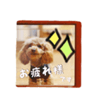 トイプードル にこ（個別スタンプ：10）