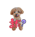 トイプードル にこ（個別スタンプ：11）