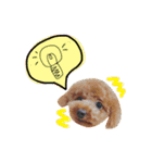 トイプードル にこ（個別スタンプ：14）