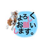 ワンコ実写スタンプ☆1・キャバリア メルモ（個別スタンプ：1）