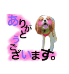 ワンコ実写スタンプ☆1・キャバリア メルモ（個別スタンプ：2）