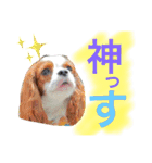 ワンコ実写スタンプ☆1・キャバリア メルモ（個別スタンプ：3）
