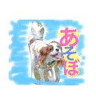 ワンコ実写スタンプ☆1・キャバリア メルモ（個別スタンプ：5）