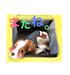 ワンコ実写スタンプ☆1・キャバリア メルモ（個別スタンプ：7）