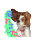 ワンコ実写スタンプ☆1・キャバリア メルモ（個別スタンプ：8）