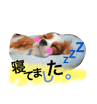 ワンコ実写スタンプ☆1・キャバリア メルモ（個別スタンプ：9）