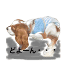 ワンコ実写スタンプ☆1・キャバリア メルモ（個別スタンプ：12）