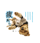 やんちゃなヨーキースタンプ（個別スタンプ：5）
