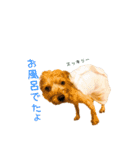 やんちゃなヨーキースタンプ（個別スタンプ：10）