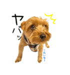 やんちゃなヨーキースタンプ（個別スタンプ：12）