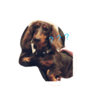 愛犬coco（個別スタンプ：1）