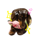 愛犬coco（個別スタンプ：2）