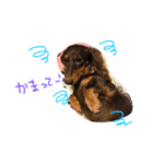 愛犬coco（個別スタンプ：3）