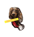 愛犬coco（個別スタンプ：6）