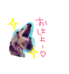 愛犬coco（個別スタンプ：7）