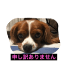 キャバリア V.I.P（個別スタンプ：2）