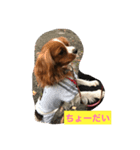 キャバリア V.I.P（個別スタンプ：4）