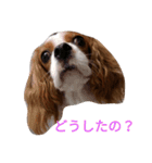 キャバリアソラののほほんな日常（個別スタンプ：1）
