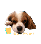 キャバリアソラののほほんな日常（個別スタンプ：2）