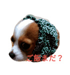 キャバリアソラののほほんな日常（個別スタンプ：3）